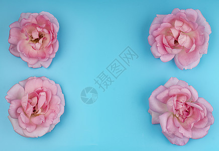 花玫瑰花 蓝背景 文字空间风格植物群庆典假期宏观花束婚礼卡片装饰周年图片