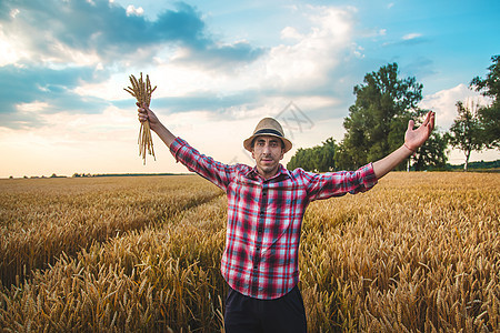 农民在田里手里握着小麦的耳朵 有选择地集中注意力天空工作农场种子农村收成生长粮食食物日落图片