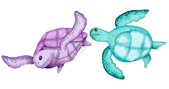 蓝色绿松石紫色乌龟 海洋水下野生动物的水彩插图 航海夏季海滩设计 珊瑚礁生活自然打印热带卡通片手绘织物卡通艺术荒野人物绘画图片