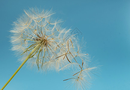 Dandelion 草原植物dandelion 在蓝色背景下部分碎裂图片