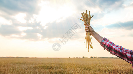 农民在田里手里握着小麦的耳朵 有选择地集中注意力食物农业男人天空工人收成工作种子谷物场景图片