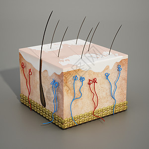 3D 人体皮肤部位的3D结构 带有维蒂里戈病科学表皮插图疾病药品皮炎皮肤科颜料解剖学成人图片