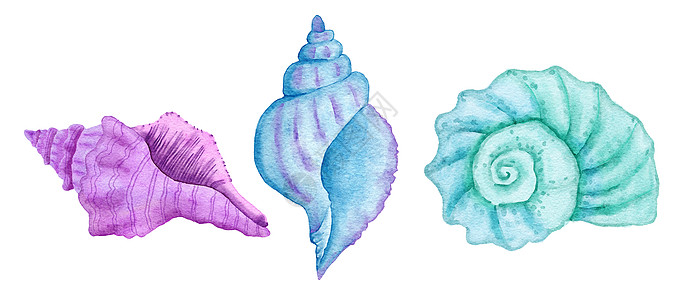 贝壳的水彩插图 蓝色绿松石紫色的蛤壳 海洋水下野生动物 航海夏季海滩设计 珊瑚礁生活自然打印荒野卡通手绘热带卡通片墙纸织物苗圃水图片