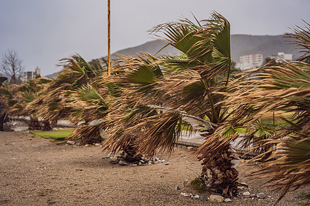 热带气候下的热带风暴 大雨和大风 棕榈树在热带风暴的风中摇曳洪水气旋保险飓风季节环境季风注意力旅行海滩图片