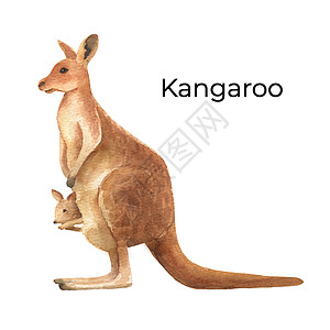 澳大利亚动物水彩色图例 在白色背景上孤立 可爱的手画袋鼠 澳大利亚日图片