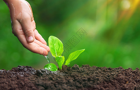 孩子正在给花园里的植物浇水 有选择的焦点图片