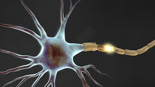 人体神经系统3D医疗解剖学科学艺术品男人商场大脑边缘小脑身体渲染图片