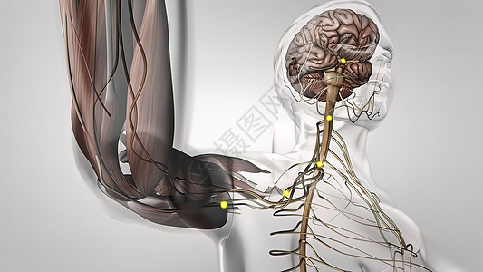 人体神经系统3D医疗身体商场渲染生物学艺术品科学解剖学神经小脑边缘图片