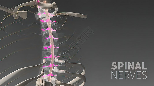 人体神经系统3D医疗艺术品科学解剖学神经小脑商场生物学大脑男人渲染图片