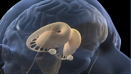 在黑背景上旋转的心脑活动 3D思考树突过程艺术插图电气健康可塑性神经科学家图片