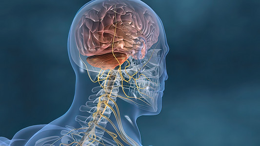 人体神经系统3D医疗解剖学大脑边缘艺术品科学商场渲染男人身体小脑图片