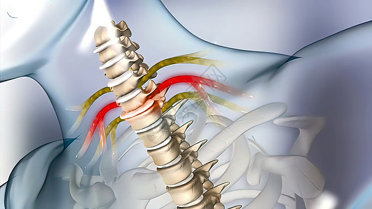 3D型医疗盘片药品椎骨电脑压缩骨科科学整顿脊柱谐振腰椎图片