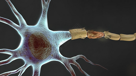 人体神经系统3D医疗科学小脑神经男人渲染身体商场艺术品解剖学生物学图片