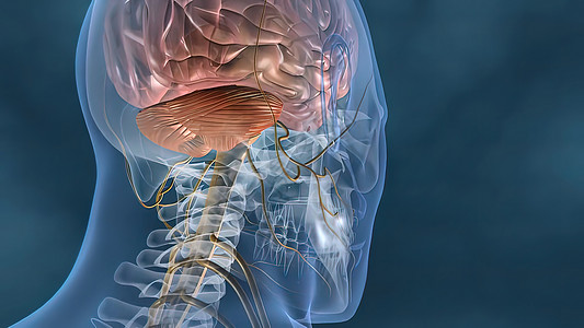 人体神经系统3D医疗身体大脑解剖学科学神经商场男人生物学艺术品边缘图片