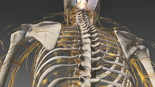 人体神经系统3D医疗解剖学身体小脑大脑渲染商场男人神经生物学边缘图片