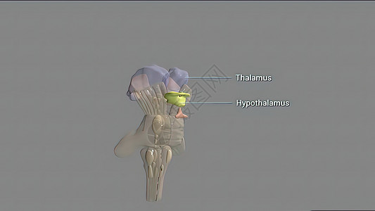 脑部或脑脑积分是大脑中最前端的部分脑桥神经系统催产素中枢神经杏仁激素平衡脑干情绪系统图片
