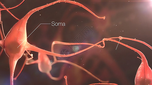 发送电信号和化学信号的合成元和神经系统生物树突红色背景飞行医疗网络黑色细胞生物学图片