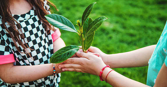 儿童手中要照顾自然树 有选择地集中注意力幼苗环境森林生长叶子园艺发芽生活家庭农业图片