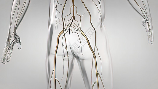 人体神经系统3D医疗大脑渲染科学男人商场艺术品神经小脑生物学边缘图片
