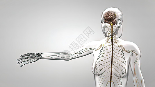 人体神经系统3D医疗商场科学解剖学小脑神经身体艺术品生物学渲染大脑图片