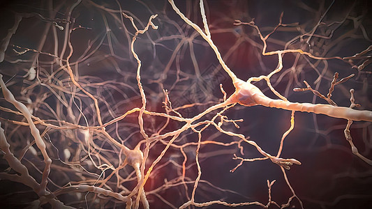 大脑的中微信号身体情感药品神经元神经核子荷尔蒙生物轴突头脑背景图片