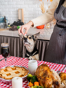 在厨房准备感恩晚宴 给她的狗吃一小块鸡来尝试一下传统小吃女士宠物乐趣馅饼混种房子幸福火鸡图片