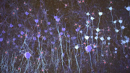神经连接之间的电动脉冲 在神经连接之间核子活力身体信号宏观药品细胞科学传递神经元图片