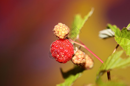 野生红莓水果 特写现代植物本底布料 鸡尾酒家族 高品质的大块头吃指印浆果甜点团体茶点红宝石食物花园宏观收成收藏图片