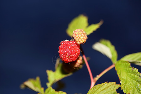 野生红莓水果 特写现代植物本底布料 鸡尾酒家族 高品质的大块头吃指印荒野饮食甜点食物农业收成覆盆子团体浆果红宝石图片