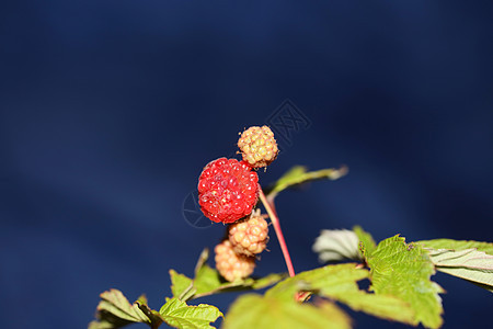 野生红莓水果 特写现代植物本底布料 鸡尾酒家族 高品质的大块头吃指印红宝石营养叶子茶点甜点浆果农业饮食宏观收成图片