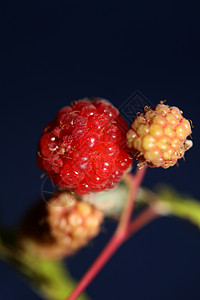 野生红莓水果 特写现代植物本底布料 鸡尾酒家族 高品质的大块头吃指印食物季节覆盆子收藏荒野营养浆果收成团体花园图片