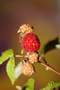 野生红莓水果 特写现代植物本底布料 鸡尾酒家族 高品质的大块头吃指印季节浆果宏观叶子收藏荒野食物花园饮食红宝石图片