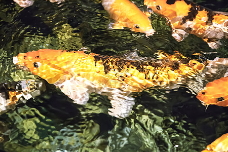 柯伊 装饰性的家养鱼金子动物团体池塘生活锦鲤水族馆黄色动作甜水图片