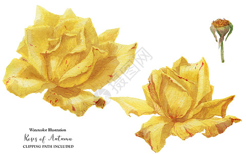 两朵黄玫瑰花黄色植物花卉绘画手绘玫瑰植物群艺术图片