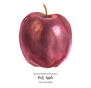 一个大红苹果水彩植物群水果粉色植物收成艺术学校植物学红色图片