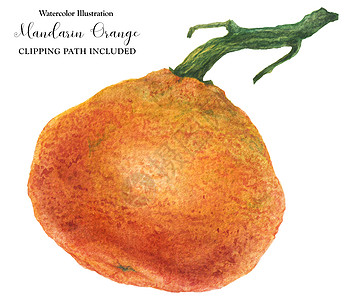 树枝上新的大红番茄橘子蔬菜水果食物植物艺术艺术品饮食插图橙子园艺背景图片