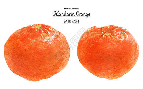 普通话橙果水彩草图橘子美食手绘蔬菜生物调味品生态水果图片