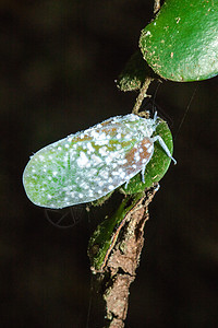 扁树 或木虫虫 是树上的小昆虫生态农业园艺摄影漏洞生物叶子控制蓝色生物学图片