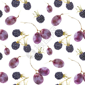 现代水彩植物图示 葡萄和黑莓;图片