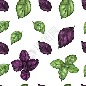 紫色和绿色贝壳水彩色图案图片