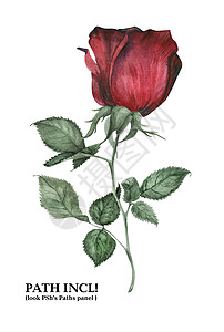 植物水色烟雾玫瑰花园手绘插图红色白色水彩图片