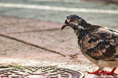 城里的一只城市鸽子 在地板上走在地上 被一个坑洞盖着图片