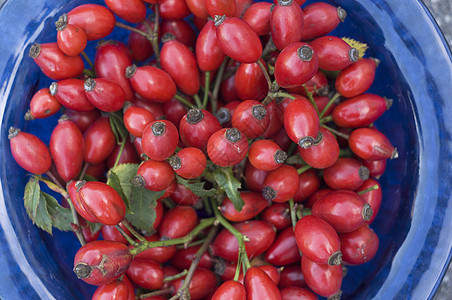 蓝色盘子 红色成熟的红色玫瑰臀部 顶端风景 特观 亮亮和多彩浆果植物学食物宏观水果饮食植物甜点药品橙子图片