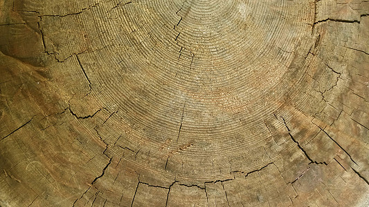 一棵破裂的树的抽象纹理 纹理心材背景 背景的木材纹理木头裂缝材料松树生活圆圈树干戒指年轮老化图片