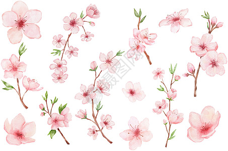 樱花分枝 水彩画沙库拉 在白色上被隔绝 日本鲜花插图图片