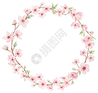 与樱花插图的分支圆形框 水彩画 sakura花圈孤立在白色上 日本花朵图片