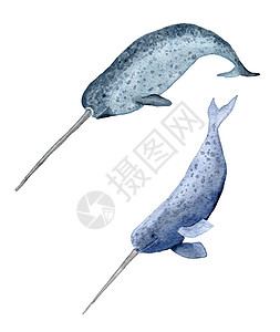 带角齿的独角鲸的水彩手绘插图 海洋海洋野生动物濒危物种 海底生物鱼类 野生自然生态图片