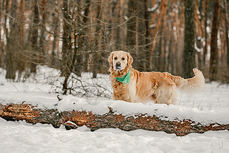 冬天的金色猎犬朋友宠物森林犬类公园游戏哺乳动物木头天气雪花图片