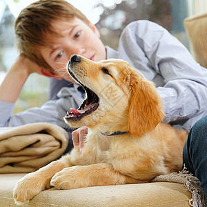 年轻男孩在家里玩小狗狗的游戏 他很聪明家庭猎犬幸福宠物动物苗圃拥抱孩子婴儿孩子们图片