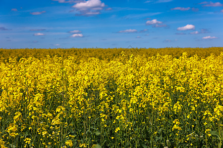 闪亮的甘蓝田地和白云布满花朵的天空种子柴油机环境燃料国家土地场地蓝色农业农田背景图片